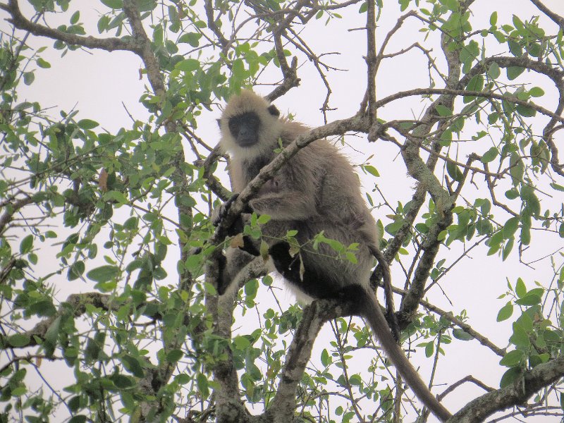 G (56) Black-faced Langur Monkey - Yala NP.JPG